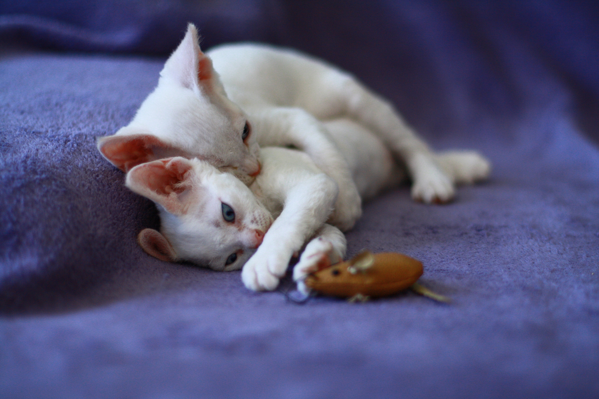 Fehér Devon Rex kiscicák játszanak