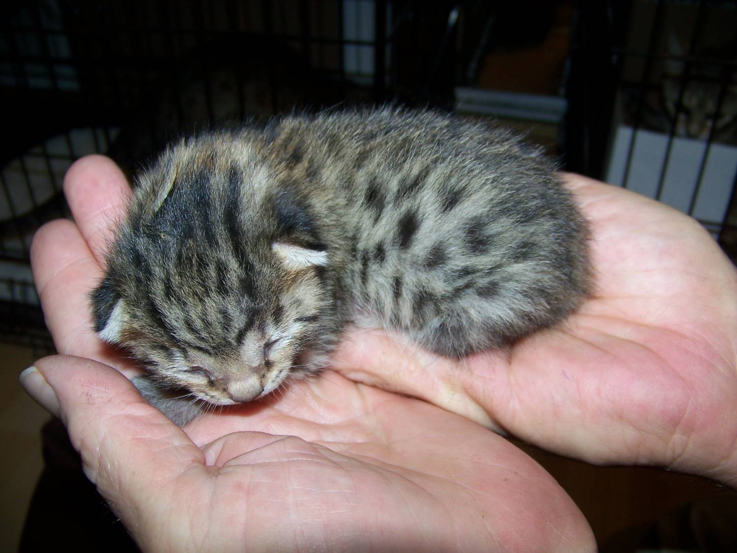 Het kleine katje van de Egyptische Mau op de handpalmen