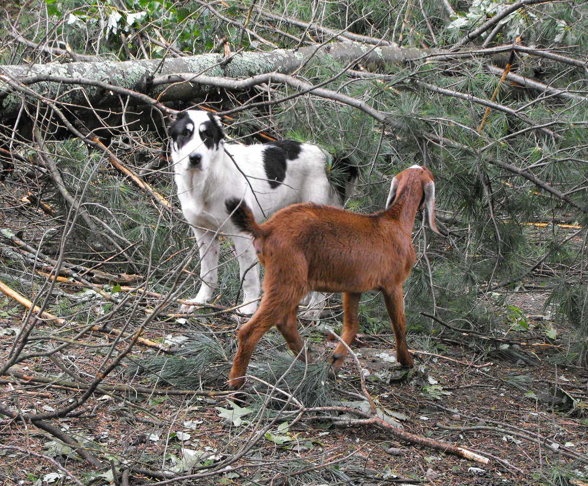 Junger Alabai mit einer jungen Ziege