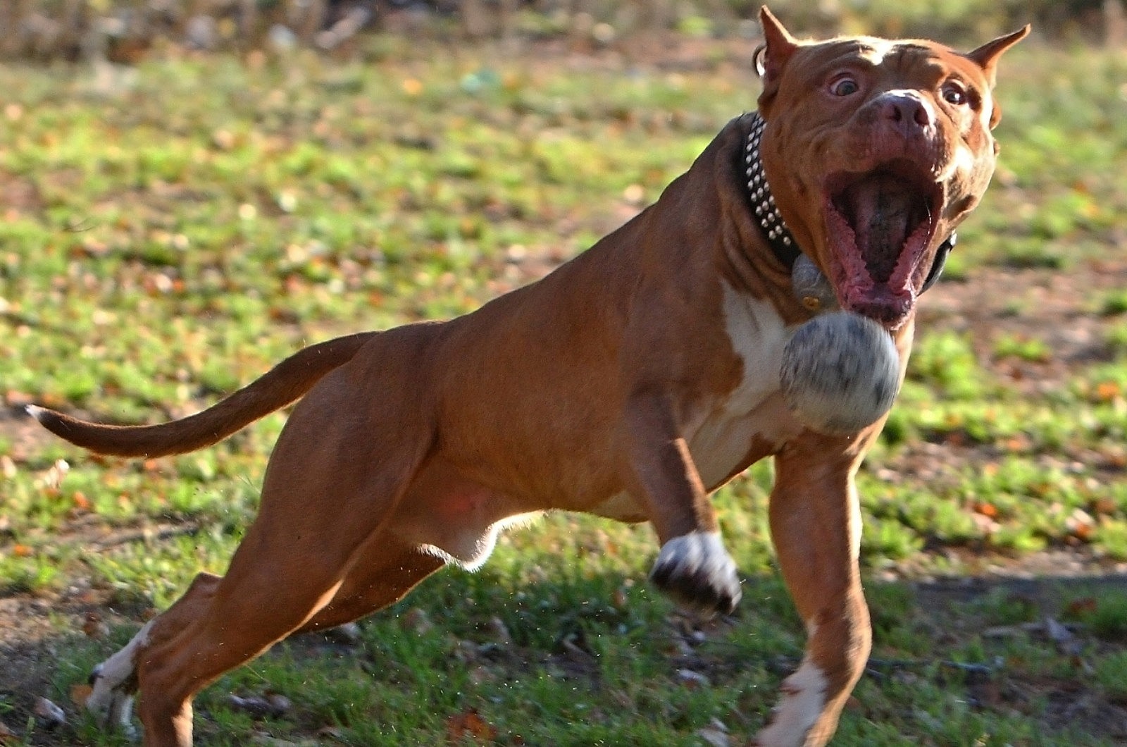 Ameriken Pit Bull Terrier