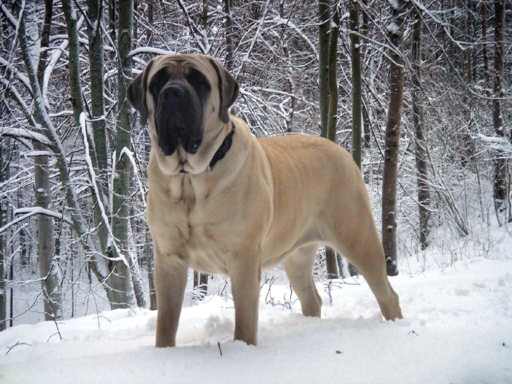 English Mastiff në dëborë