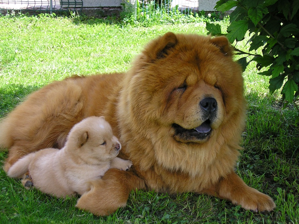 Chow chow nge puppy