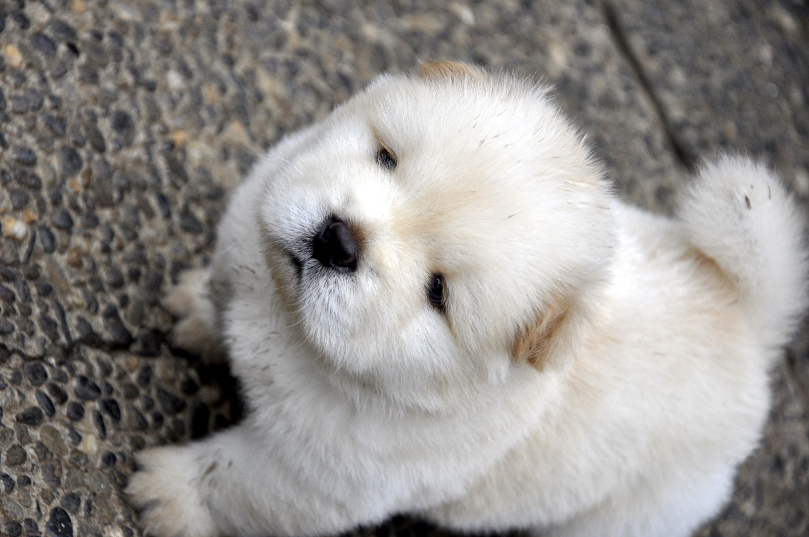 I-white chow chow puppy