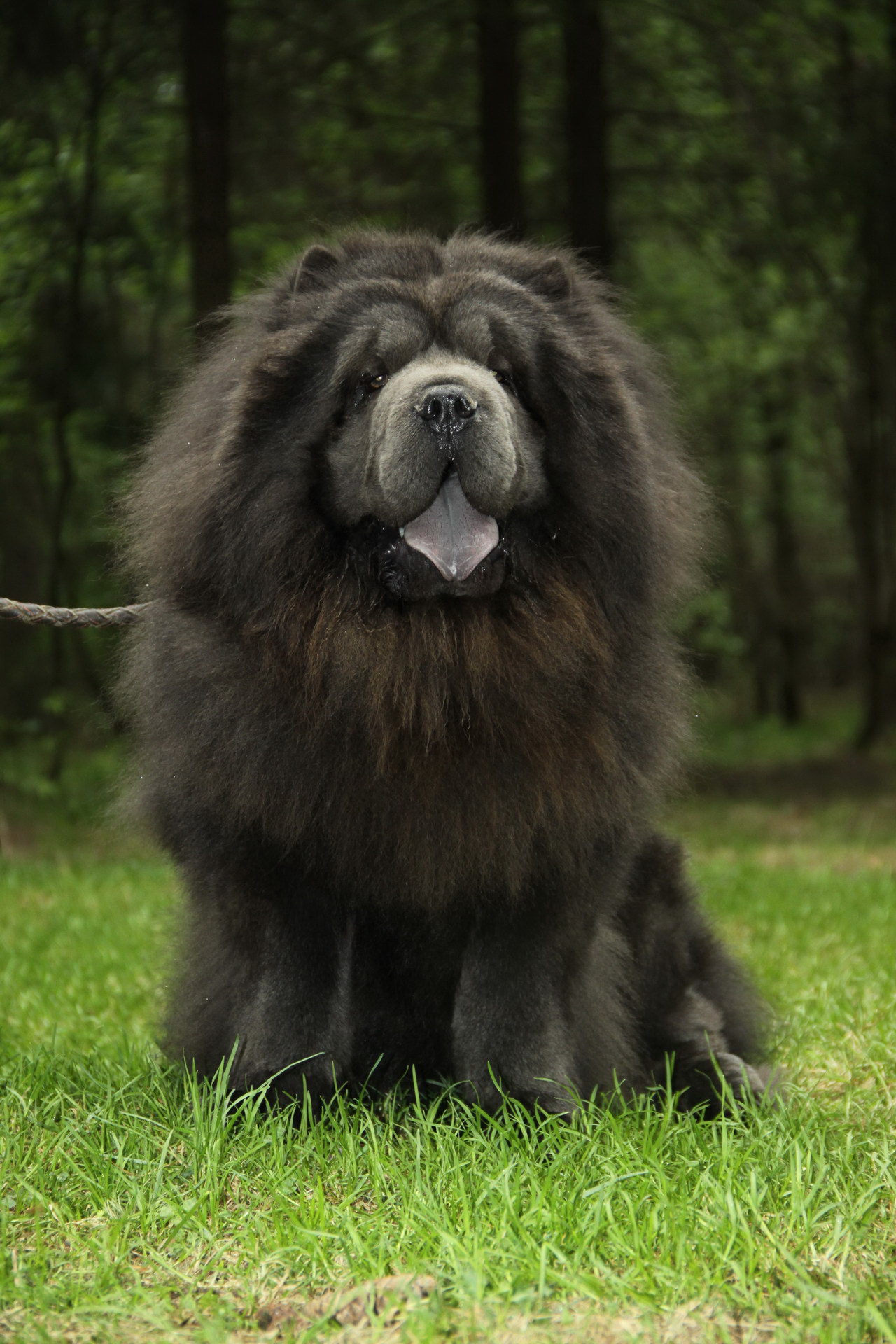 Swart chow chow