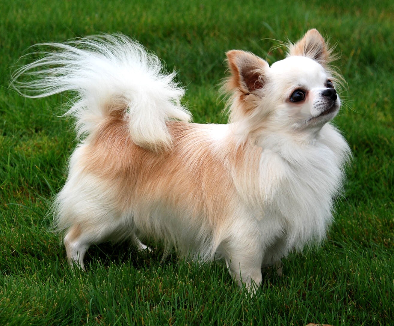 Chihuahua rambut panjang