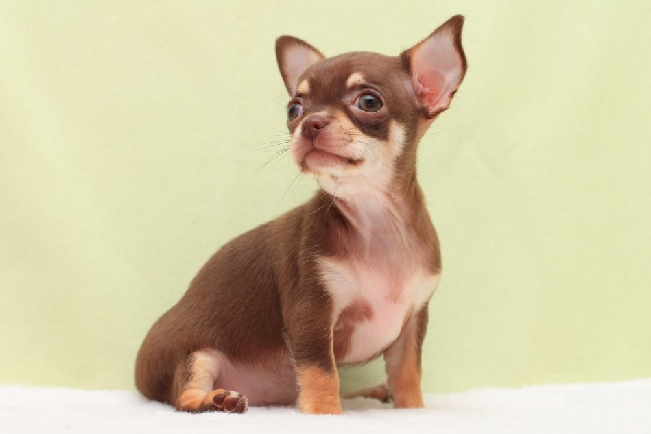 Schöne Schokoladenwelpen-Chihuahua
