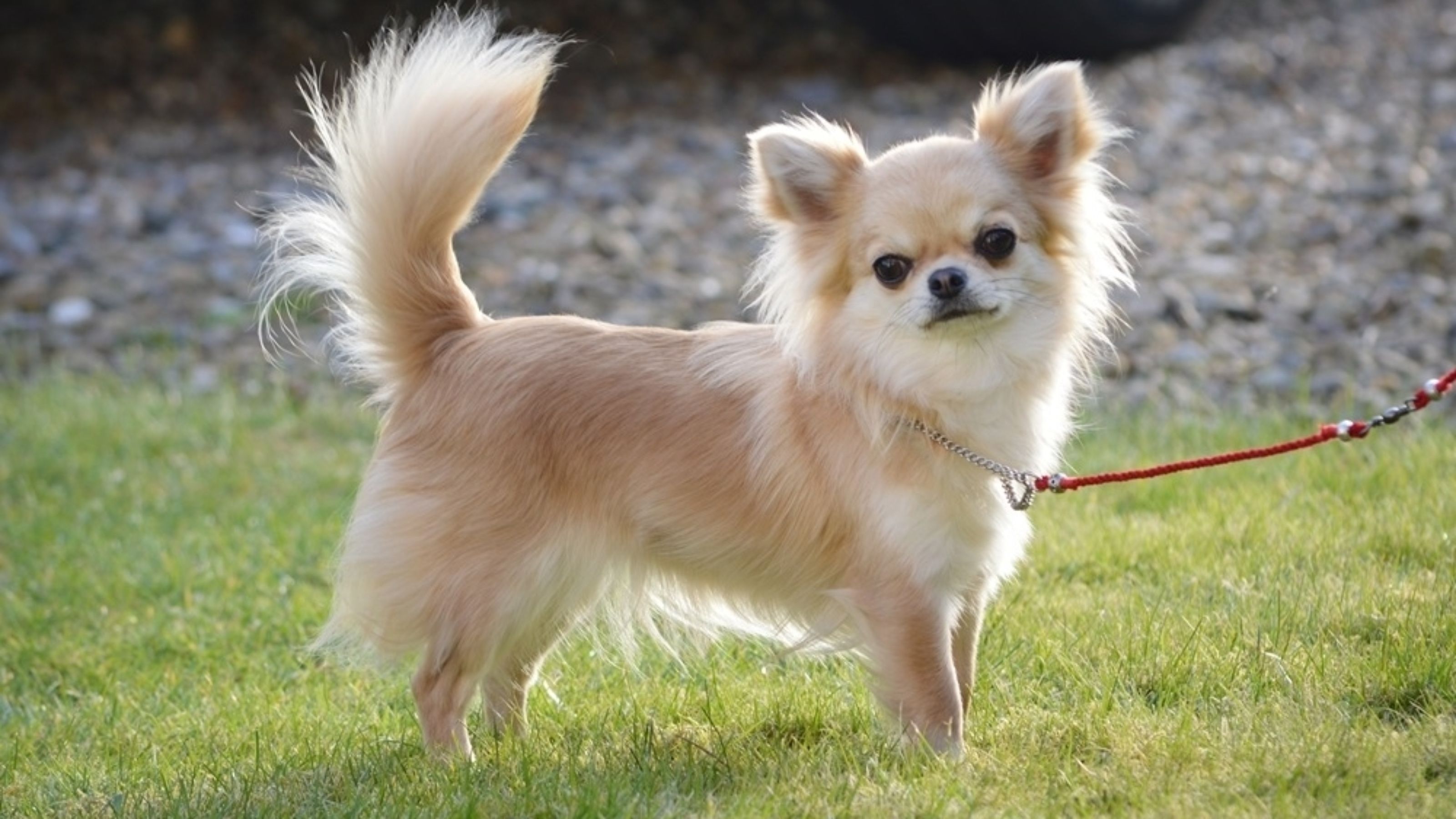 Chihuahua berambut panjang