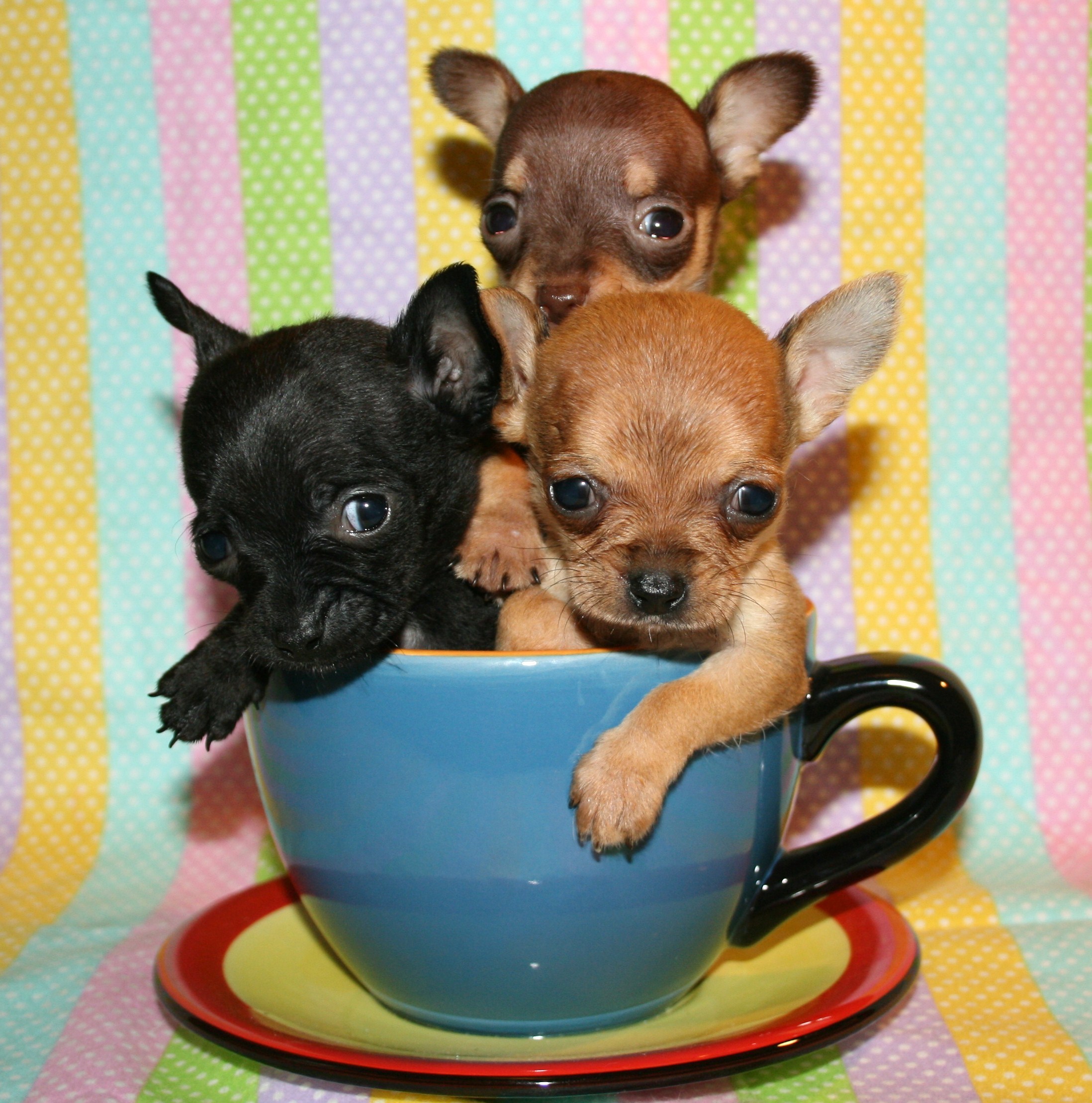 Puppies Chihuahua në një rreth