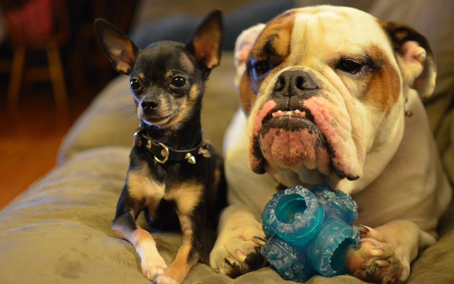 Chihuahua and bulldog
