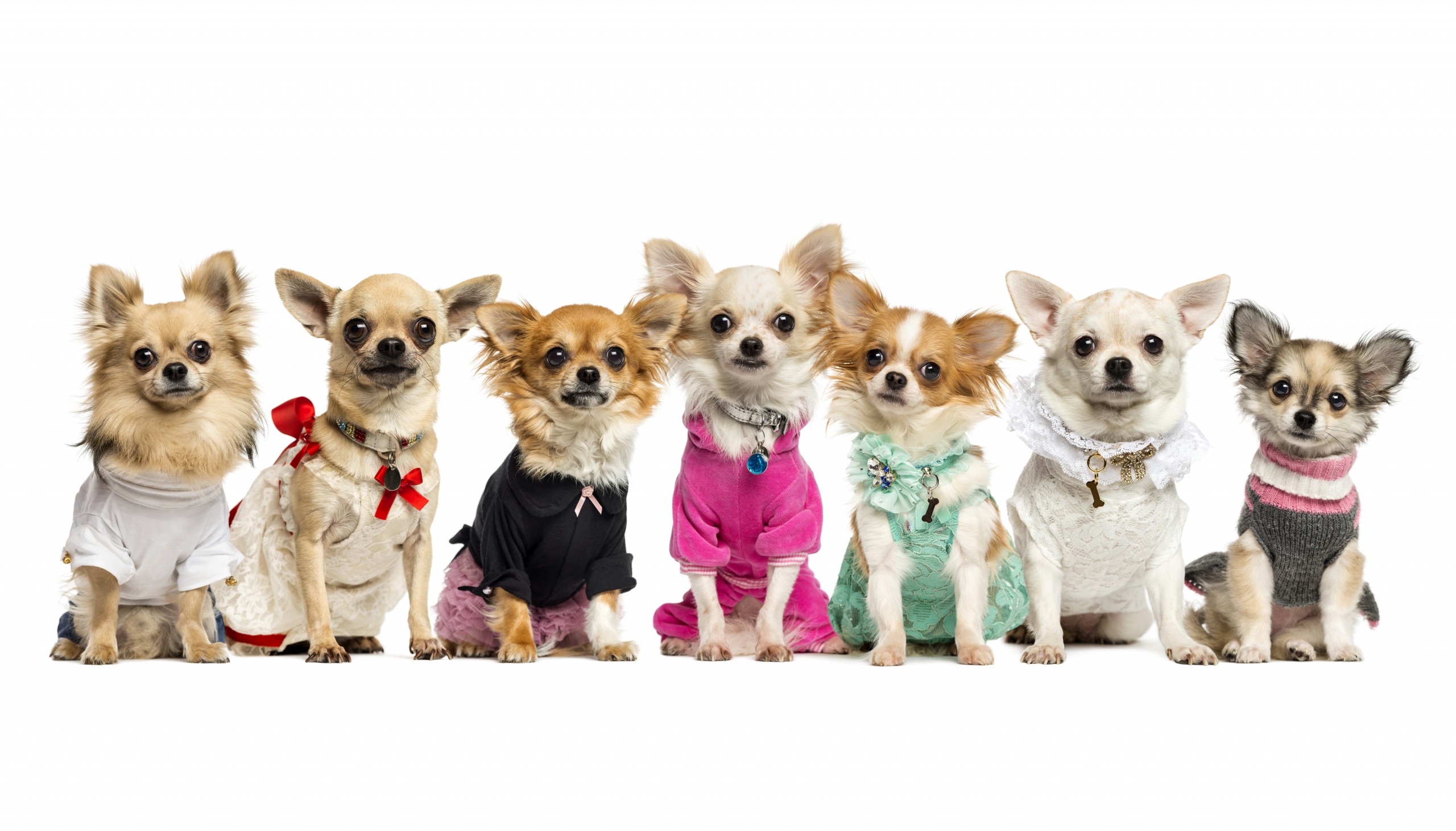 Chihuahua in suits