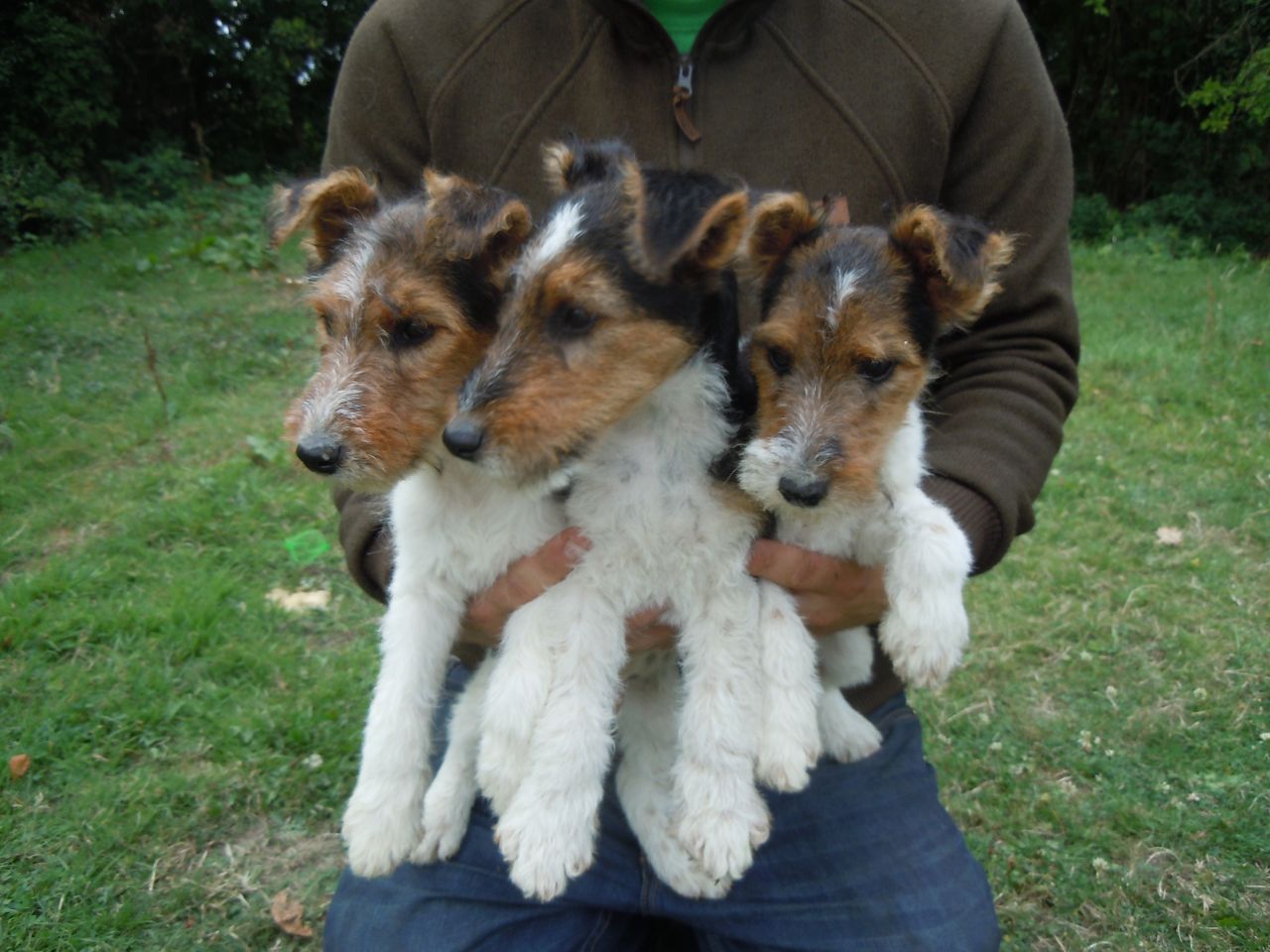 Photos of Fox Terrier puppies