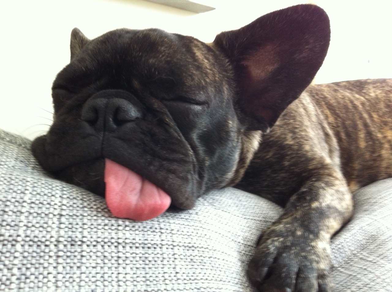 Sleeping French Bulldog