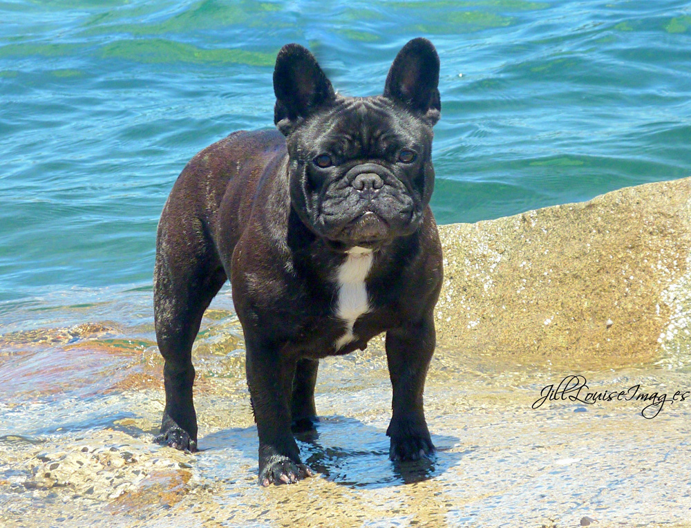 Black Bulldog francese