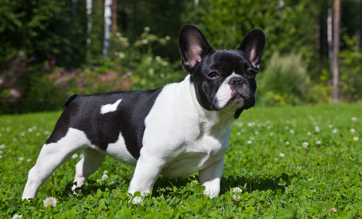Spotted French Bulldog
