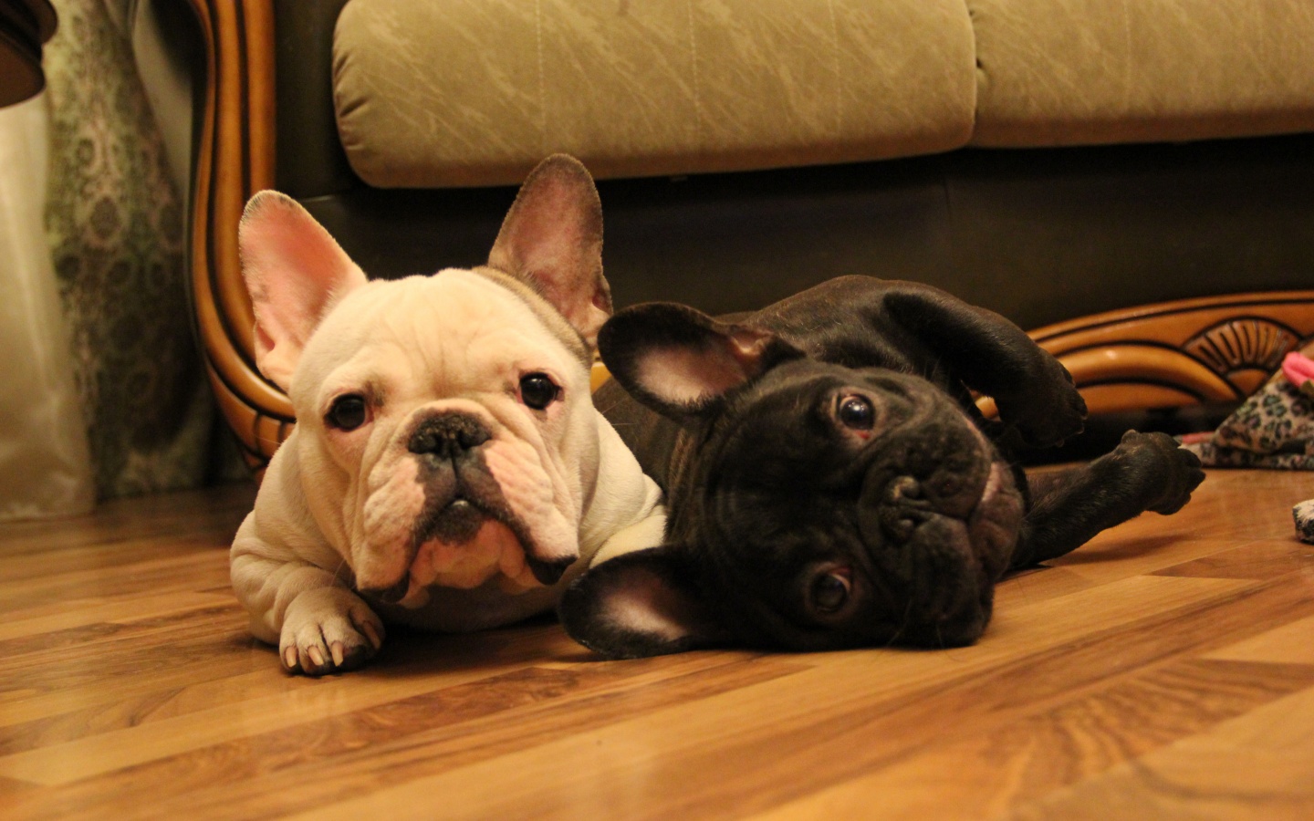 A pair of French Bulldogs of different color