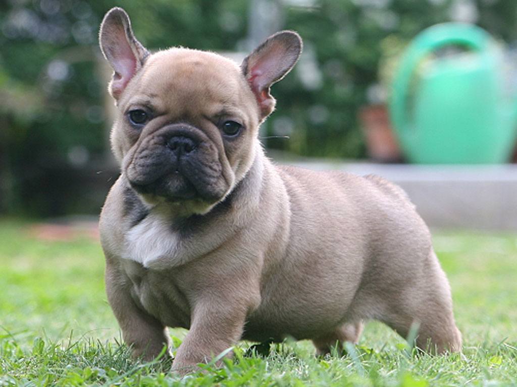 Franse bulldog puppy