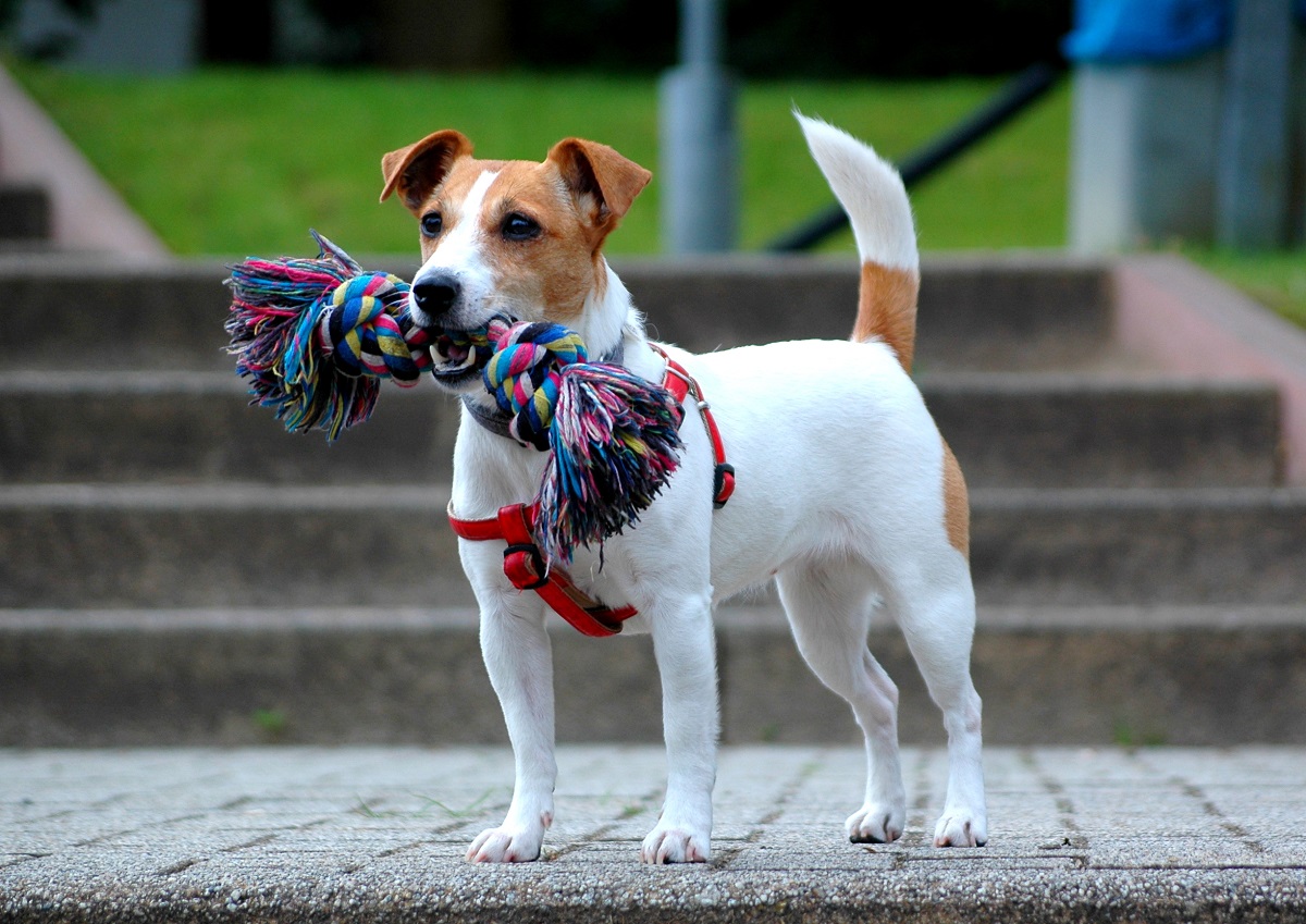 Larawan: Jack Russell Terrier na may laruan