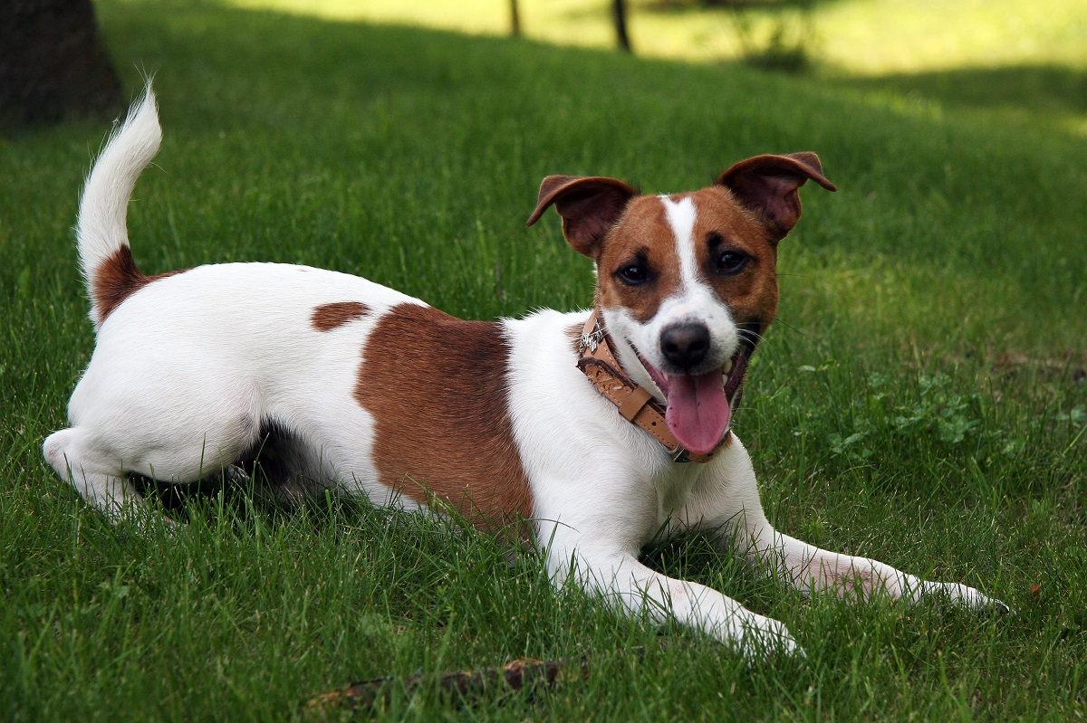 ʻO Jack Russell Terrier