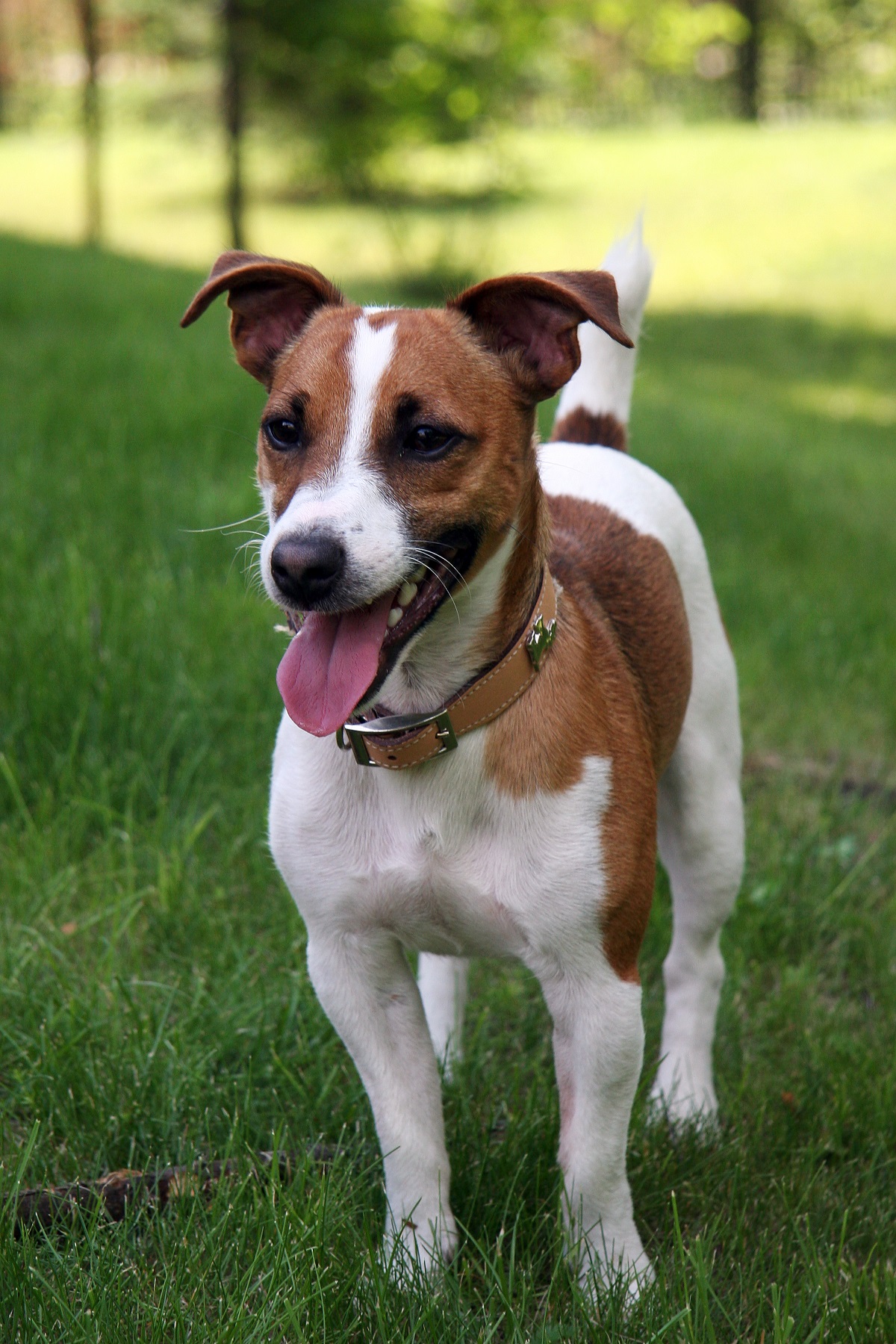 Si Jack Russell Terrier