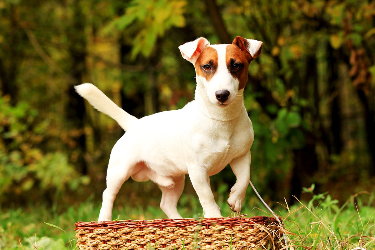 Sifaha Sawirka Jack Russell Terrier
