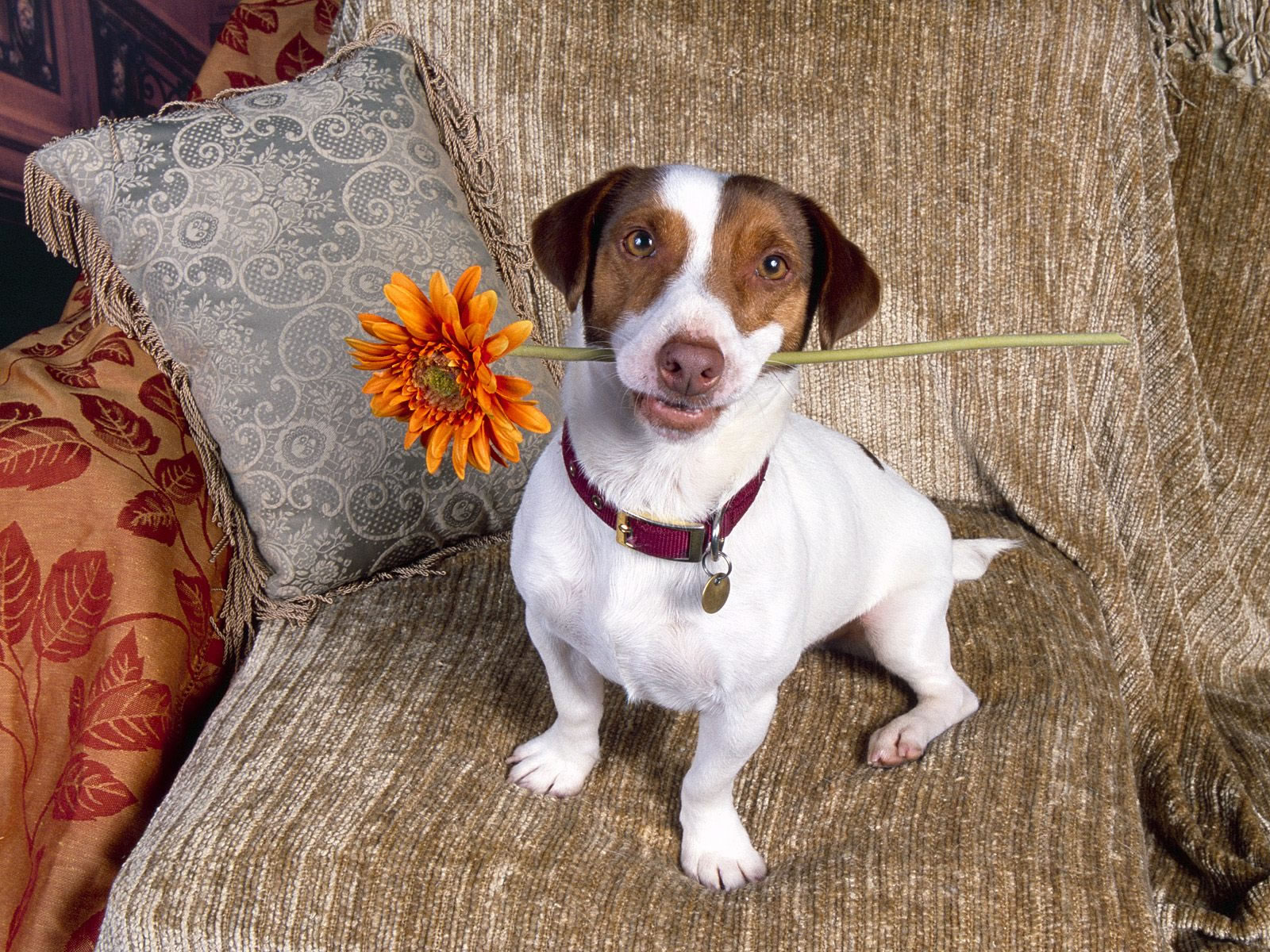 Jack Russell Terrier met 'n blom