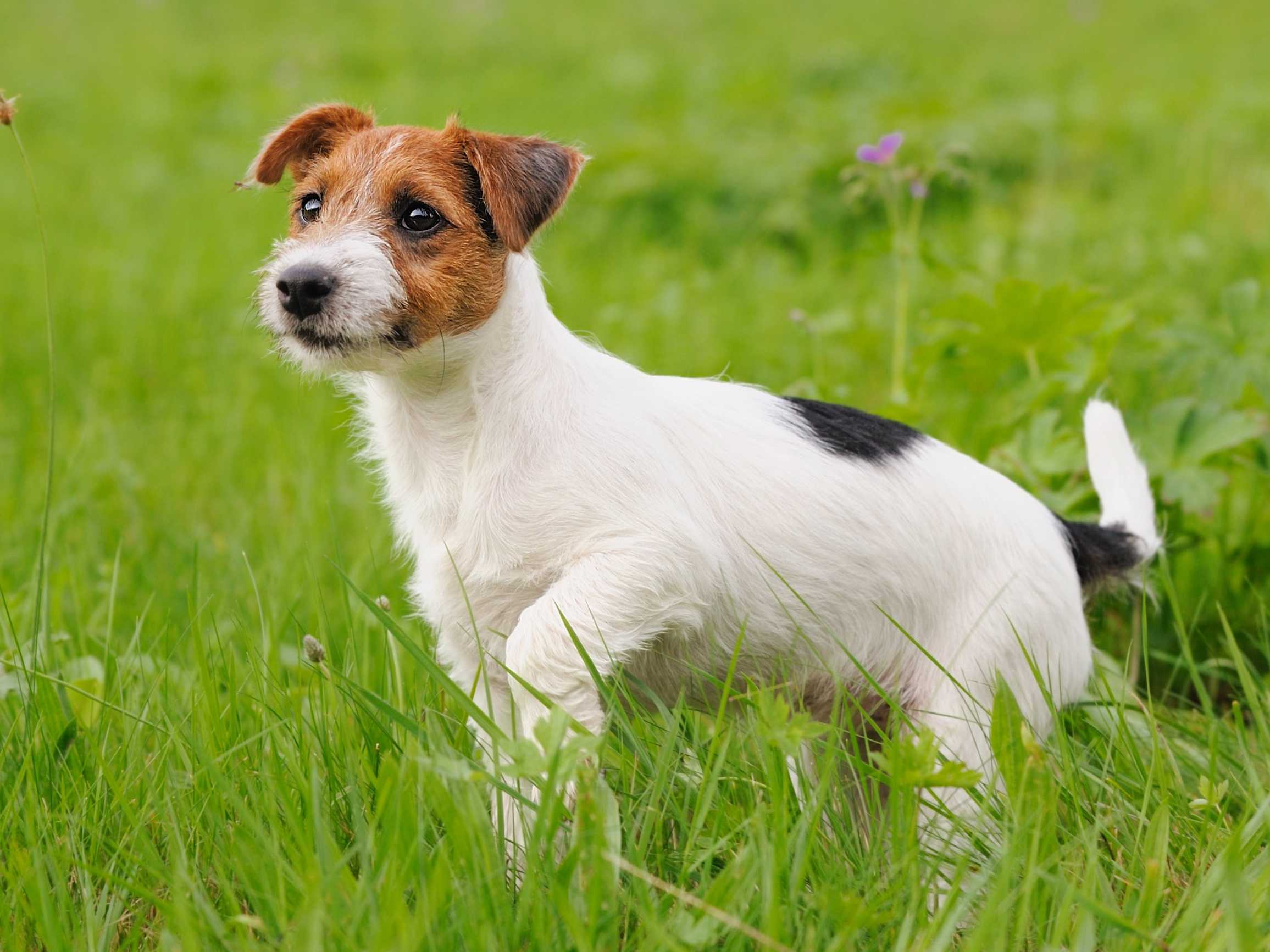 Cute nga si Jack Russell Terrier