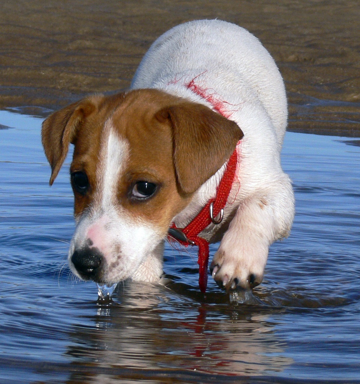 জ্যাক রাসেল Terrier