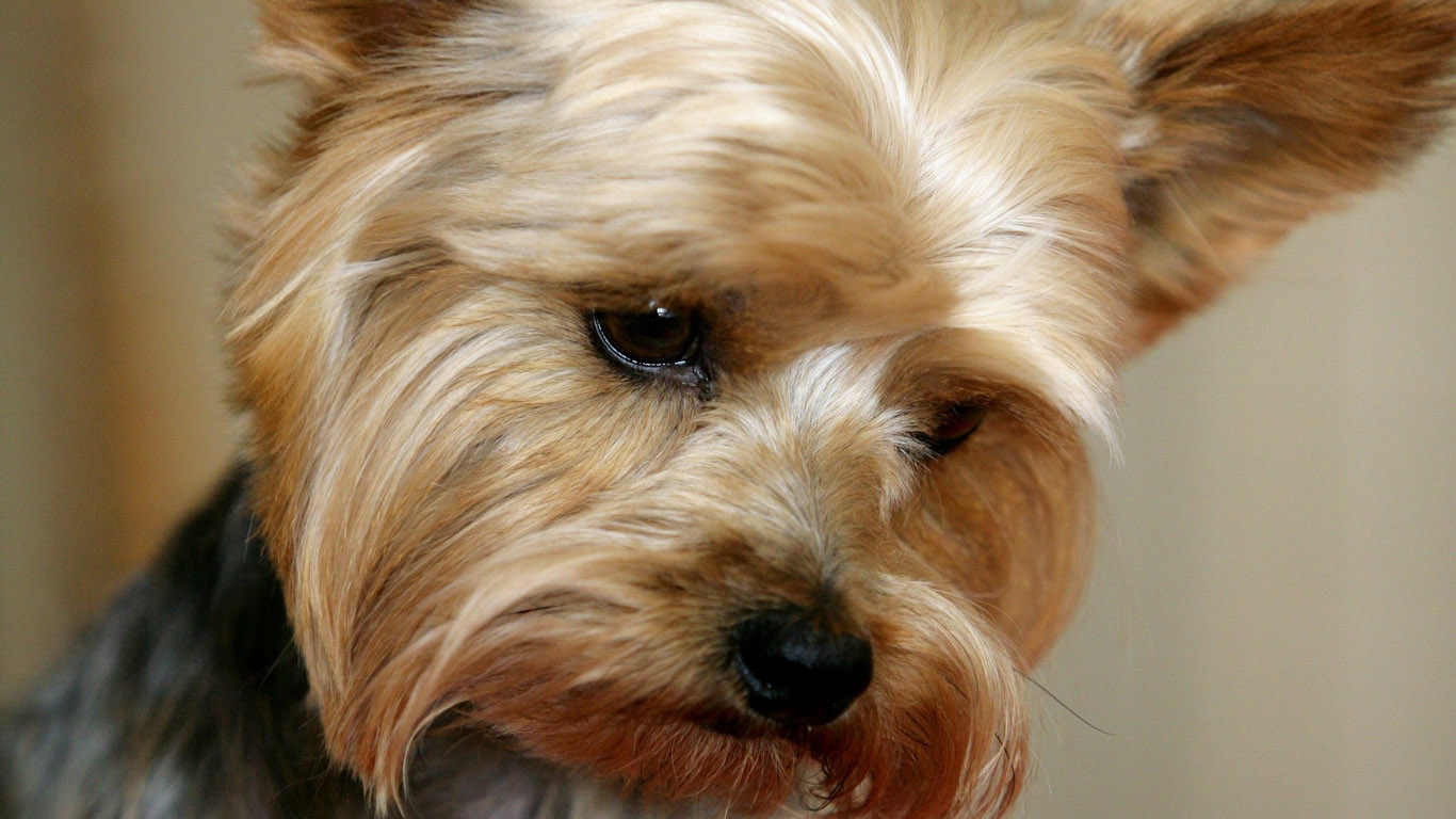 Ipasul-ob ang Yorkshire Terrier