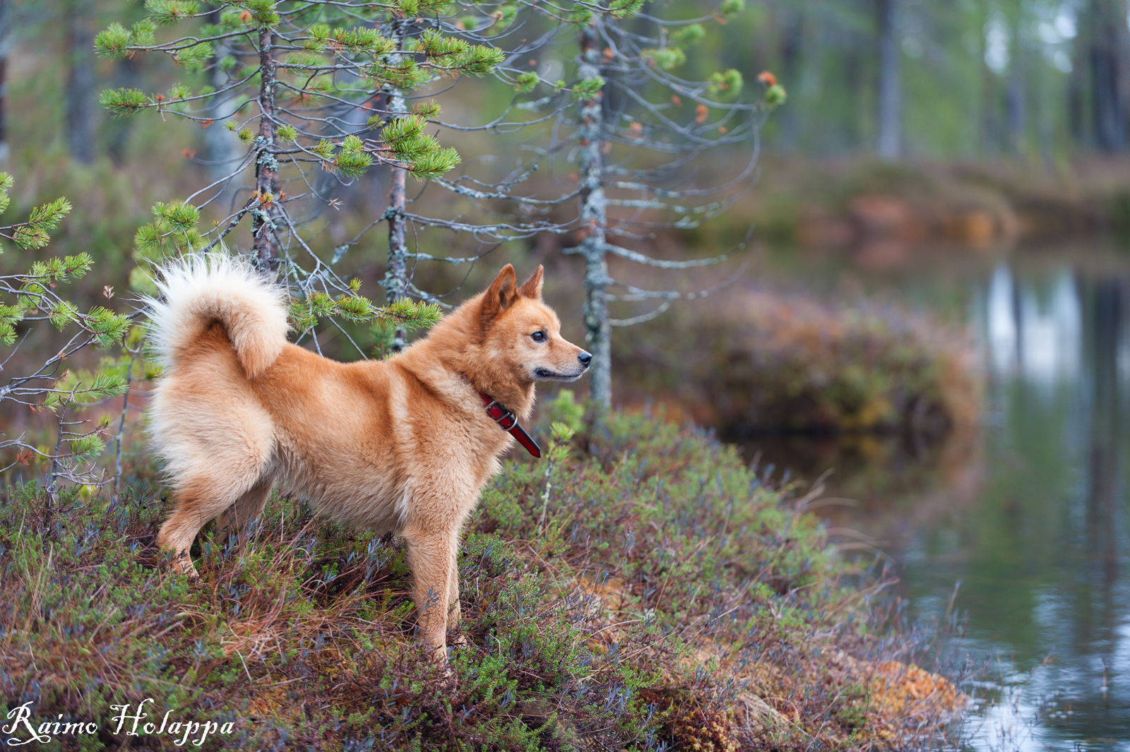 Fotografija karelsko-finskega husky v gozdu