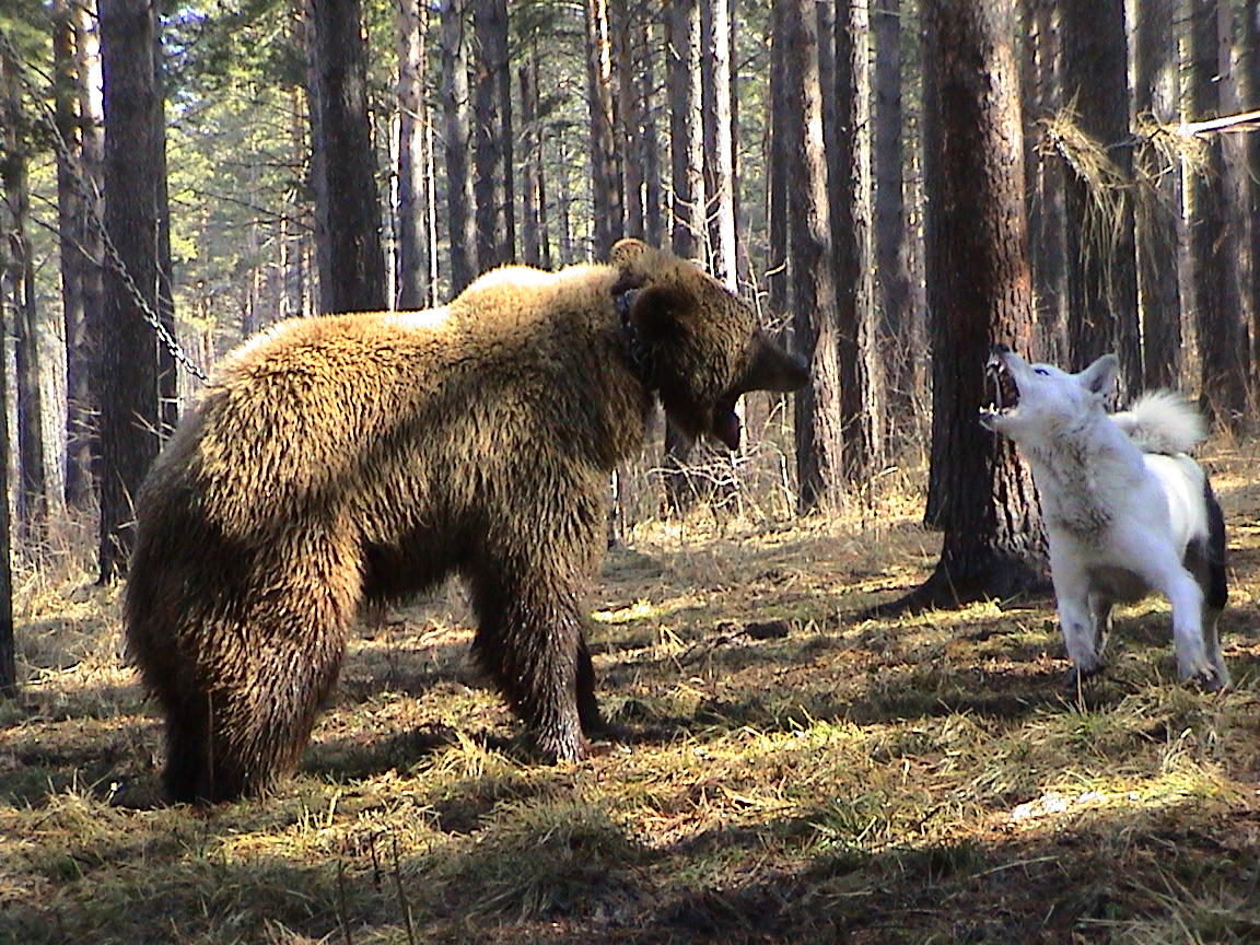 Natravka East Siberian husky for en bjørn