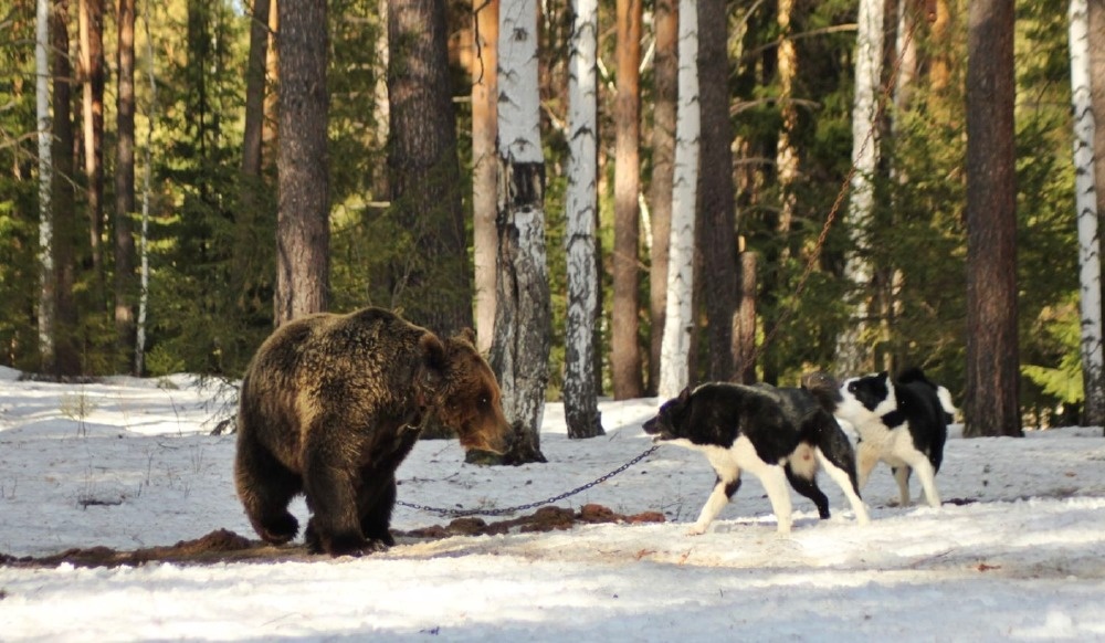 Orosz-európai mint és medve
