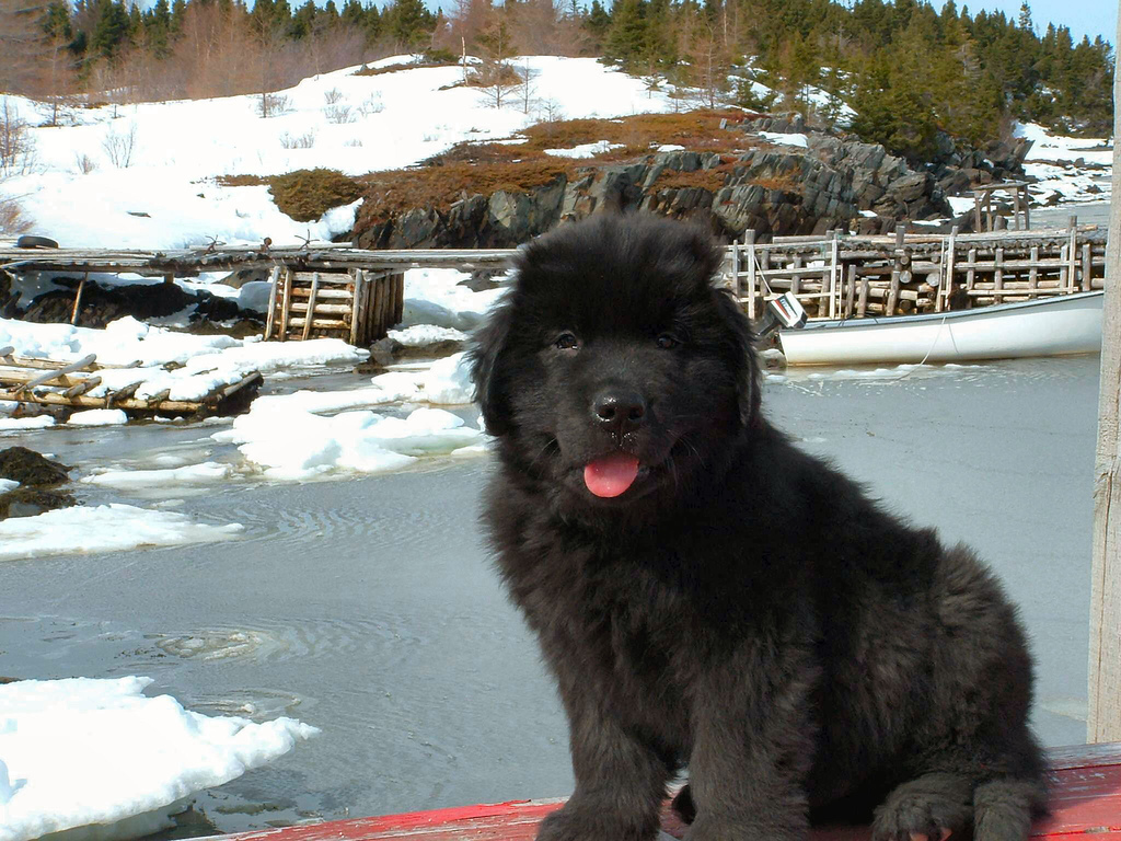 Anak anjing Newfoundland