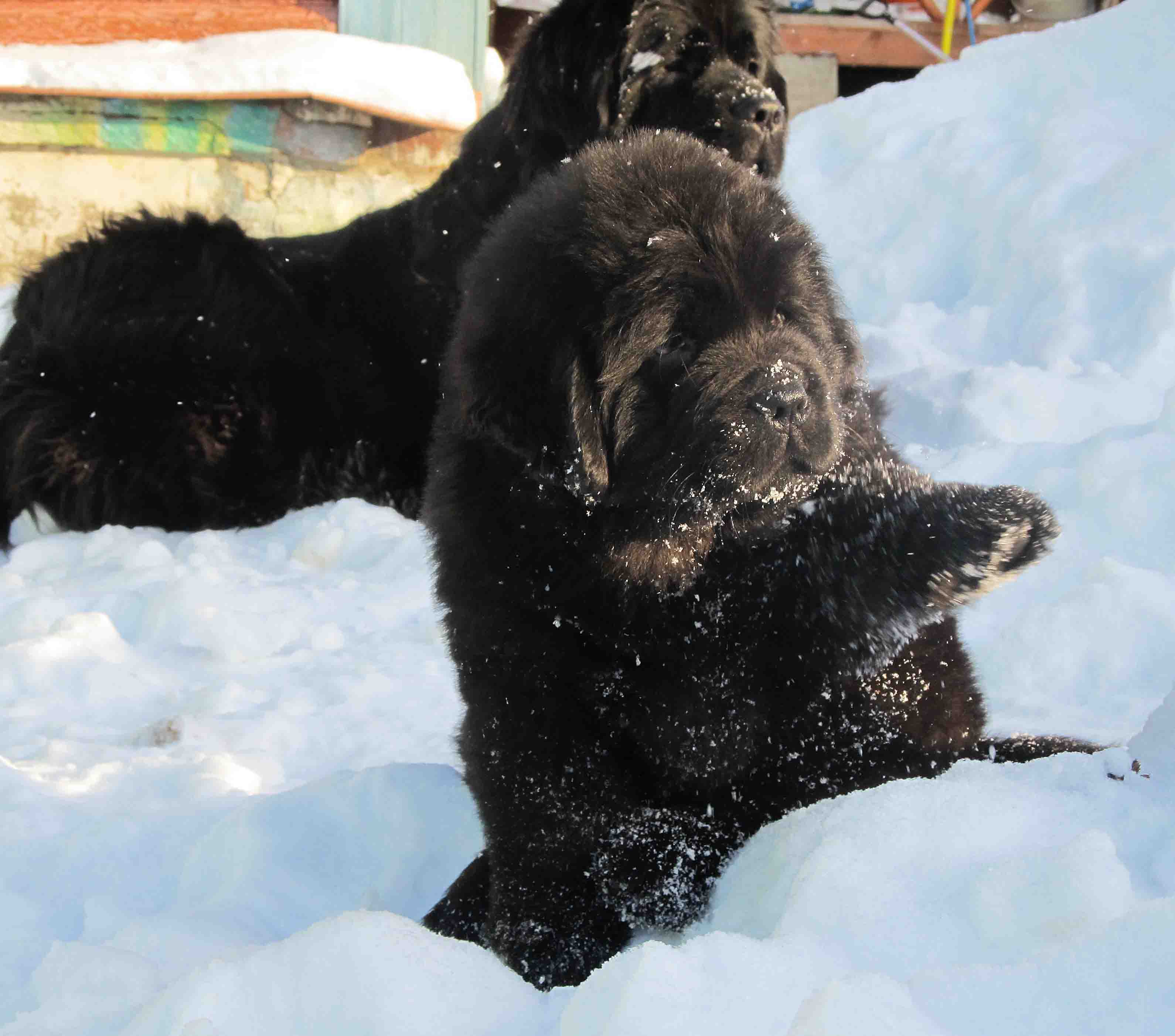 Newfoundland puppies in the snow