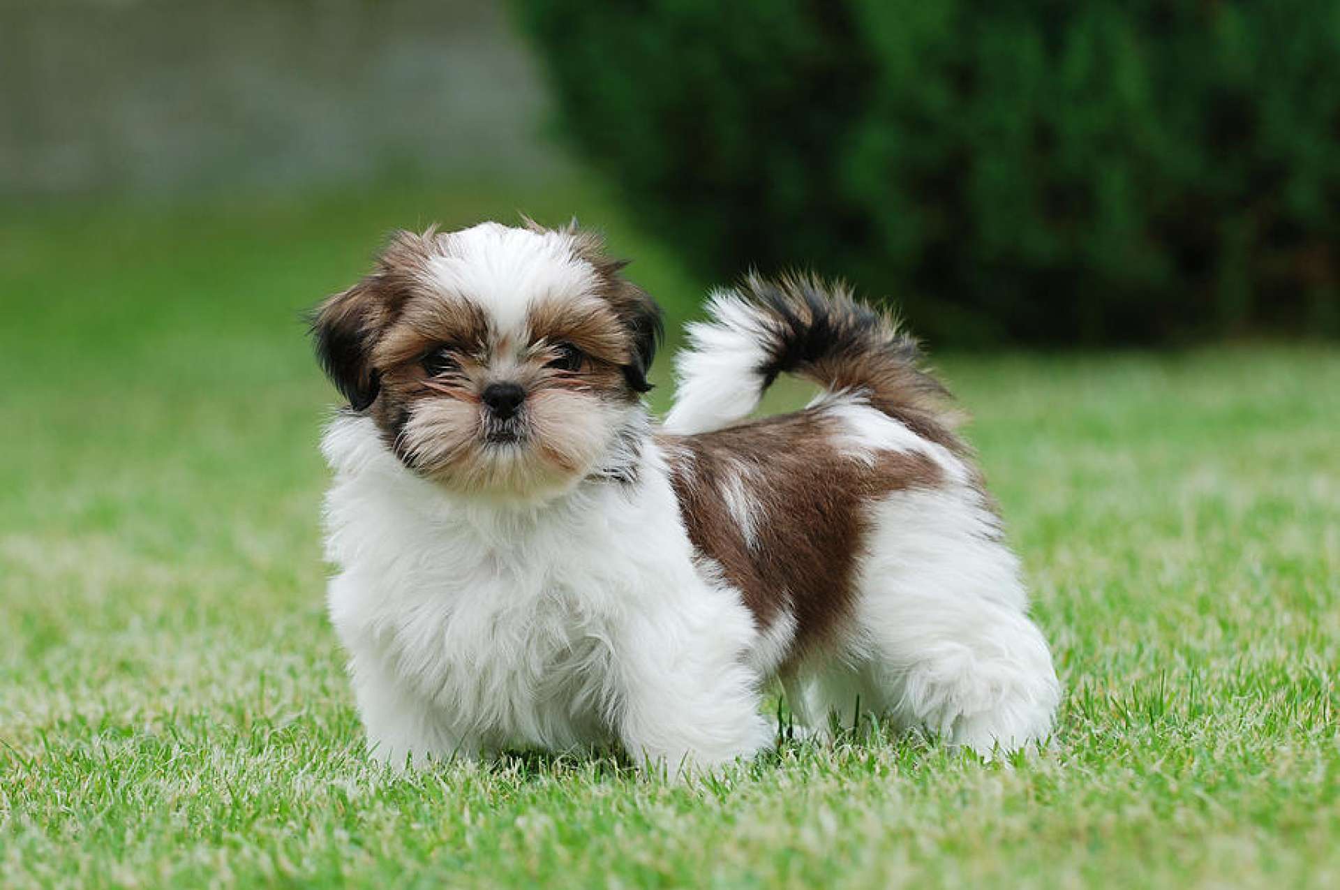芝生のShih Tzu子犬の写真