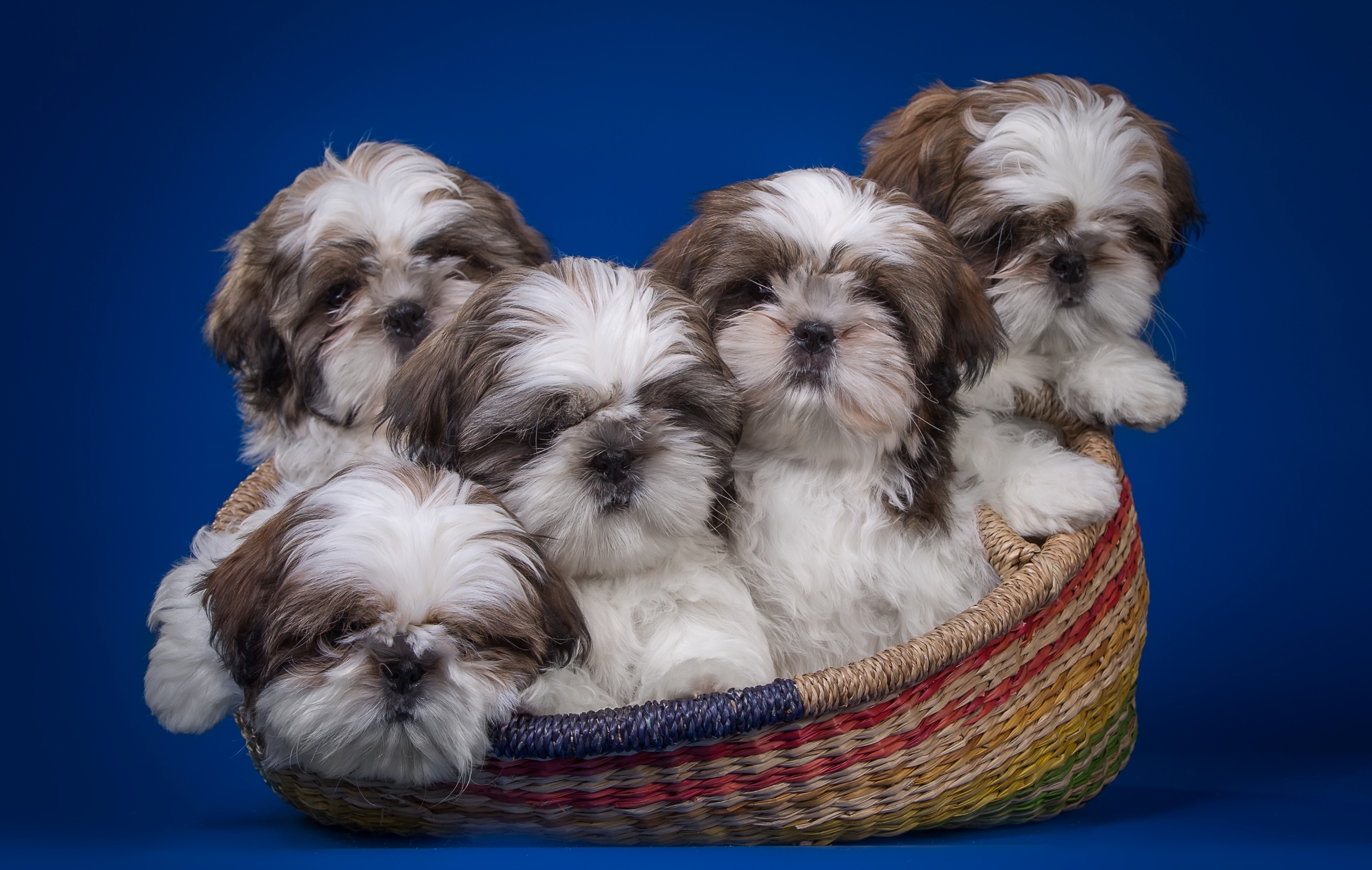 Shih Tzu puppies in a basket