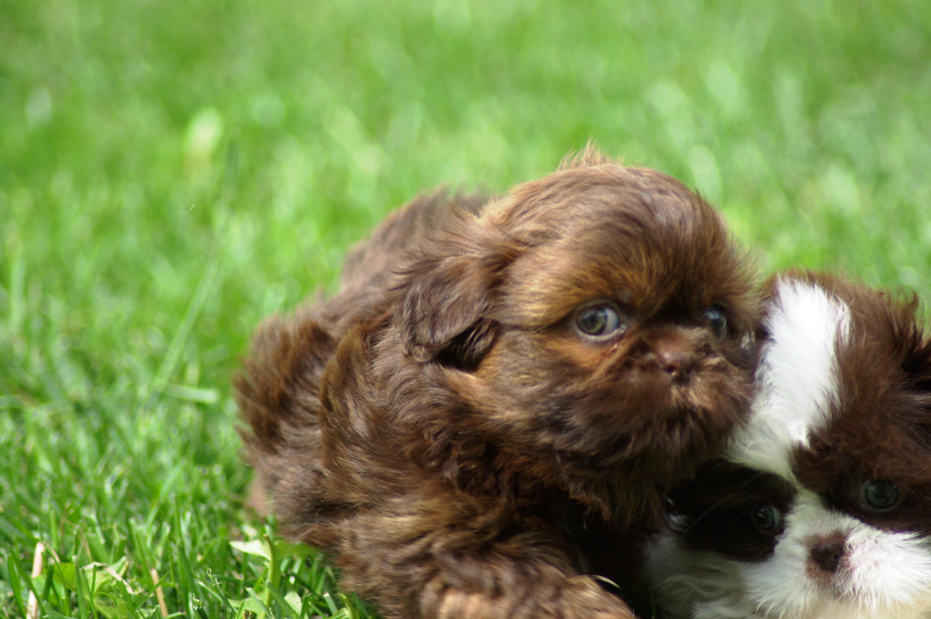 Photo of a brown shih tzu puppy