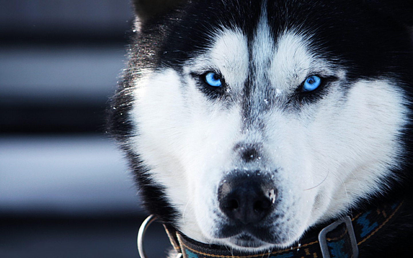 Siberia Husky dengan mata biru