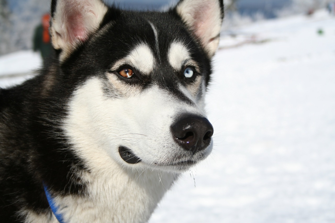 Husky siberiano con ollos coloridos