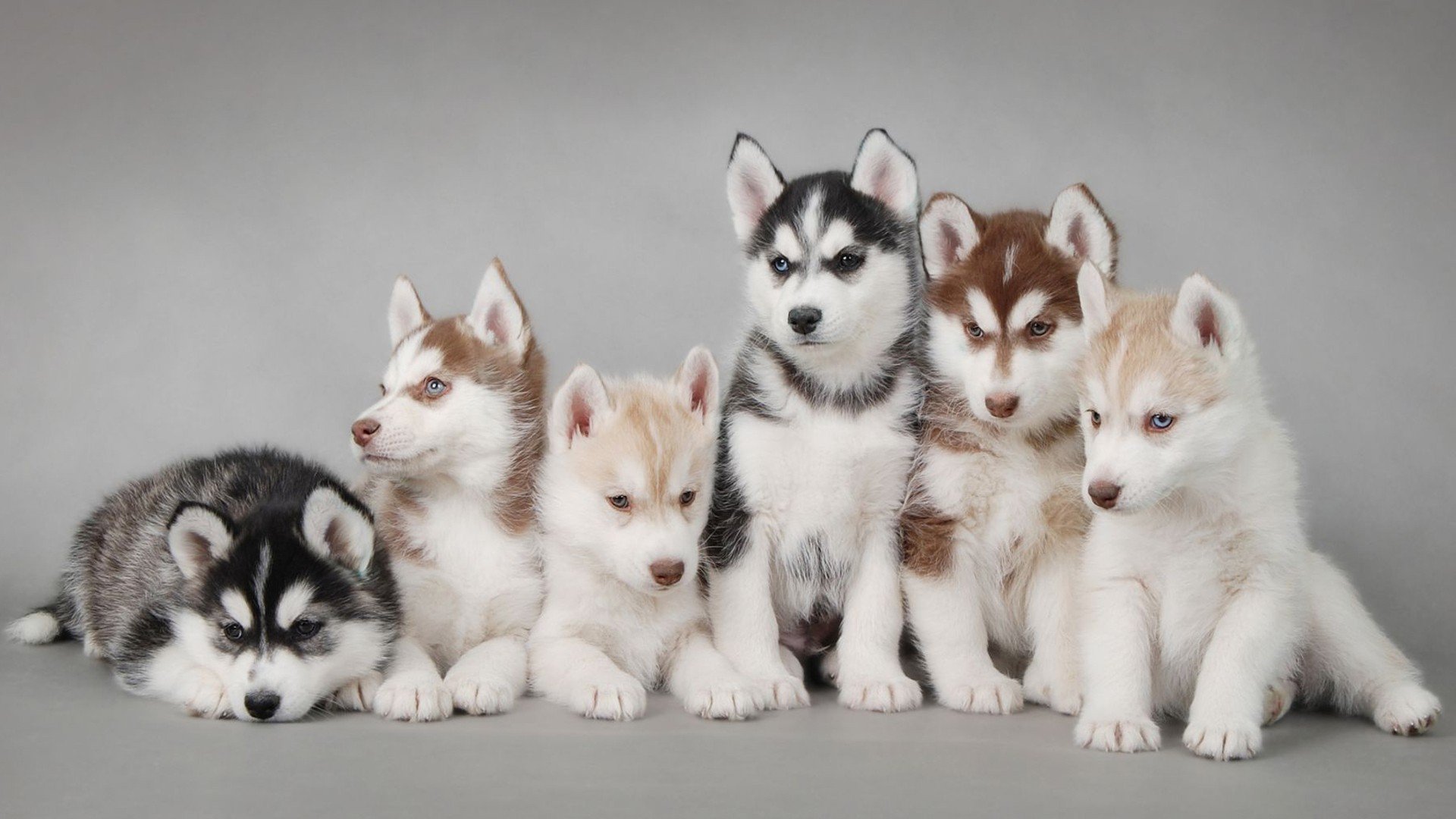 Siberian Husky puppies of different colors