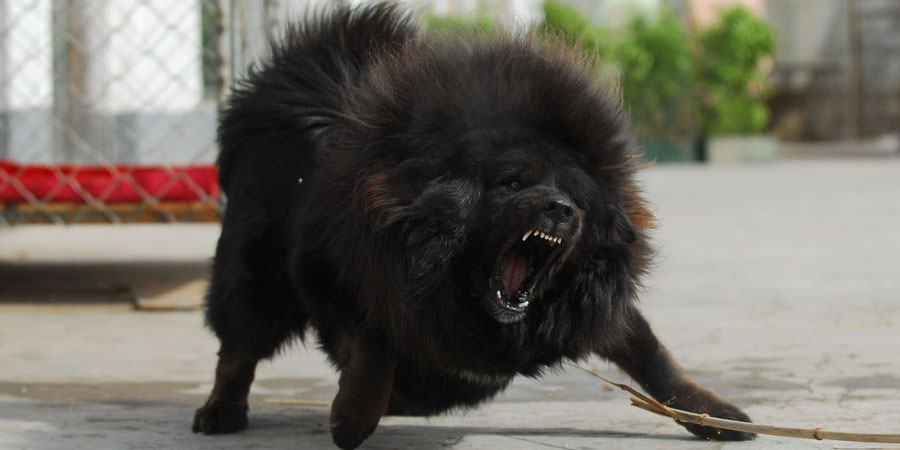 Kuva: paha tiibetiläinen mastiffi
