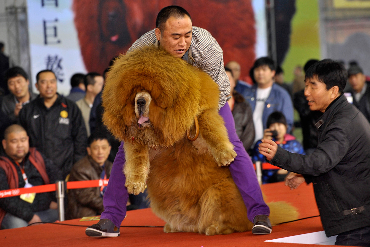 Tibetaanske Mastiff by de show