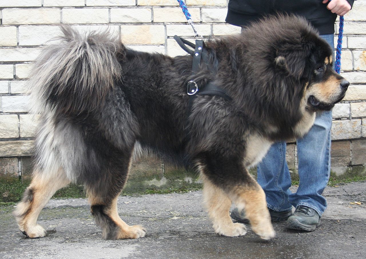 Mastiff Tibetan