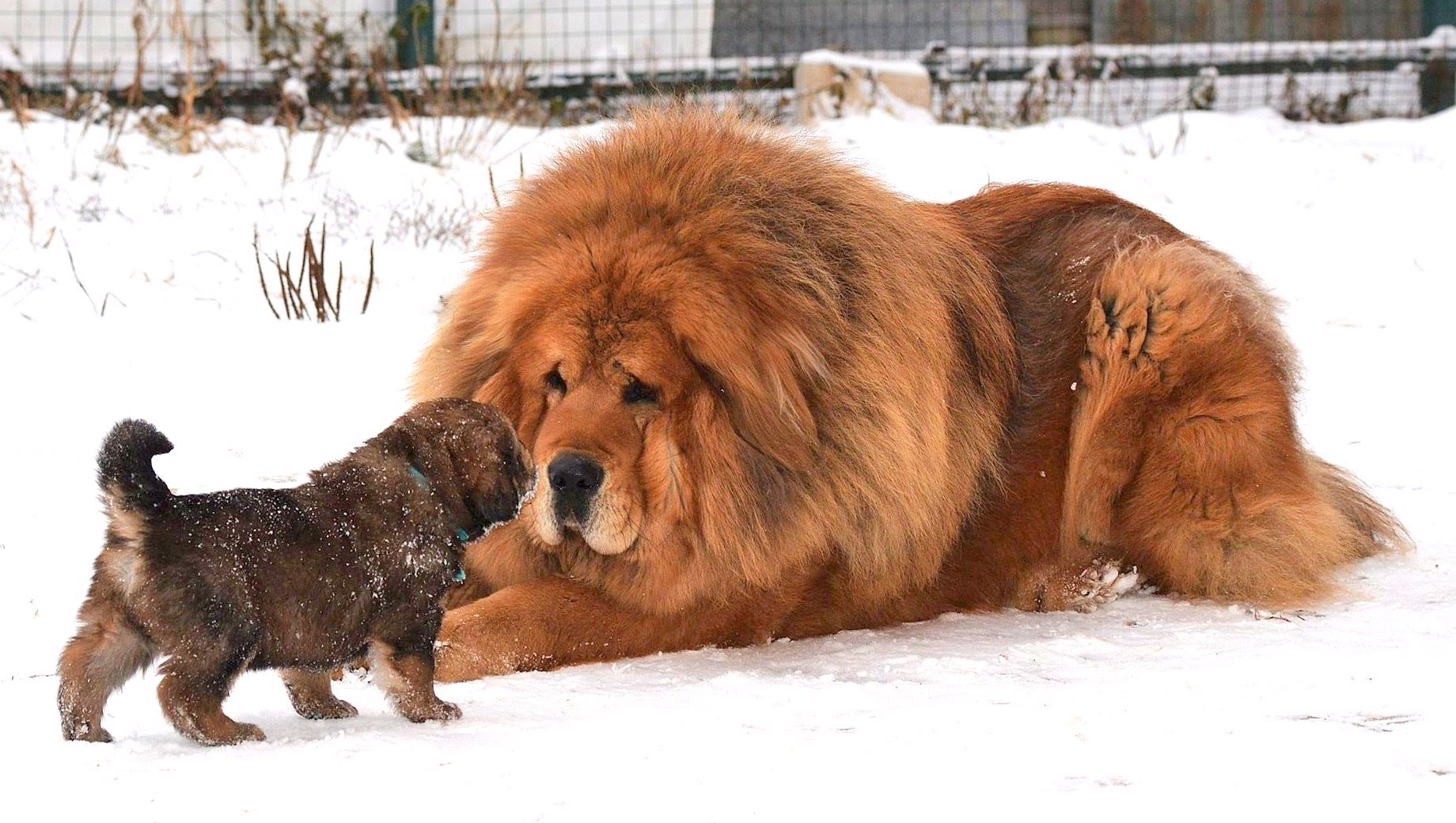 Tibet Mastiff dan Puppy