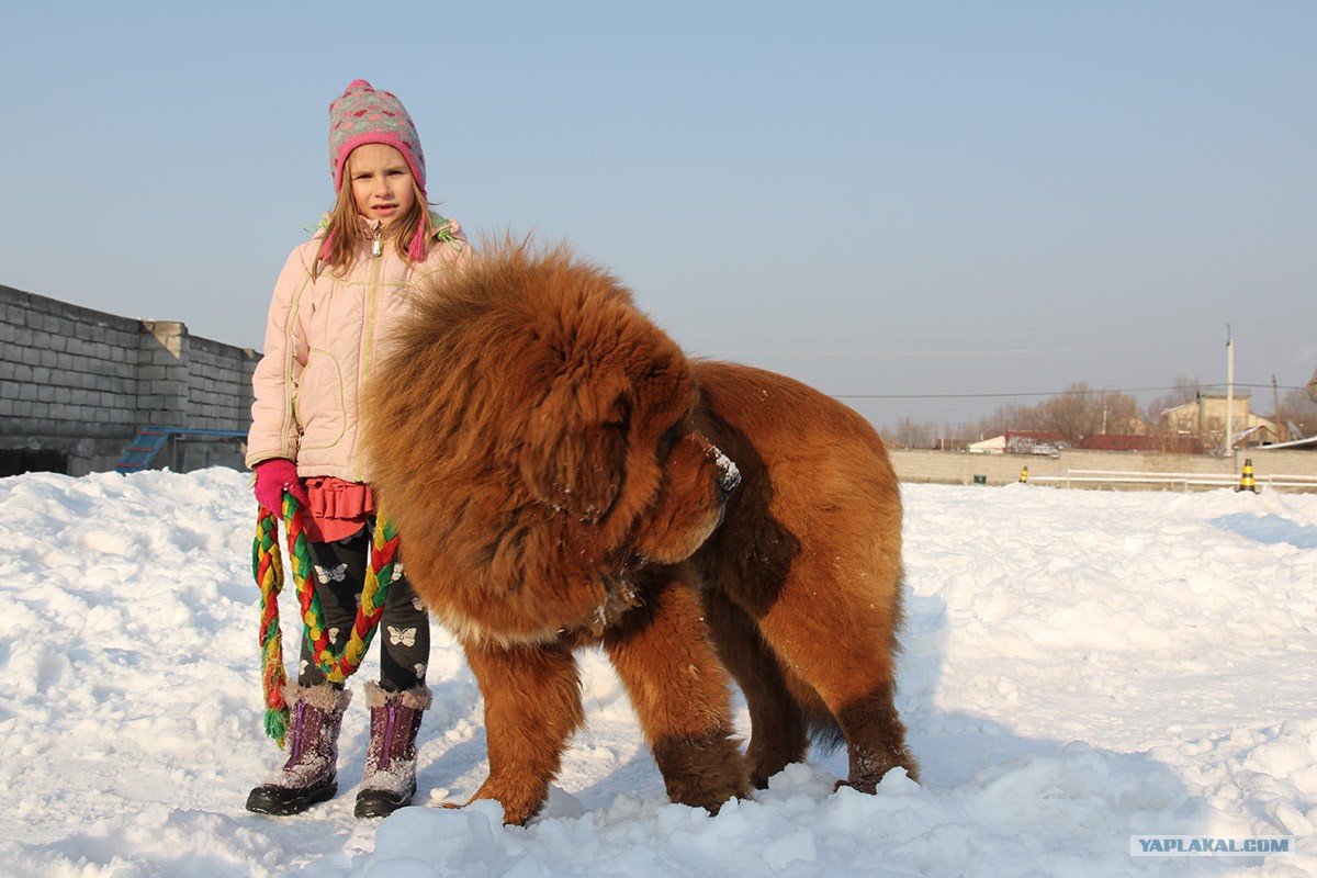 Girl and Tibetan Mastiff