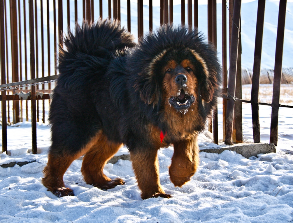 Tibetan Mastiff i Valier