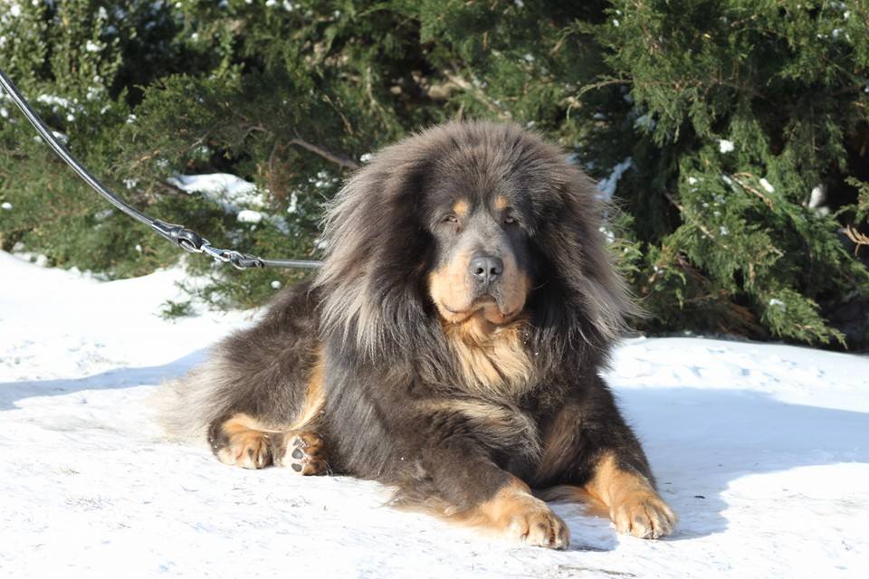 Mastiff Tibetanu