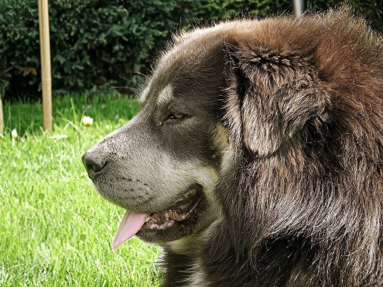 Tibetan Mastiff Head