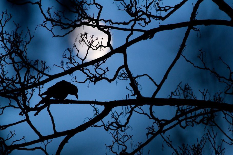 Lua e corvo, foto tirada em Londres