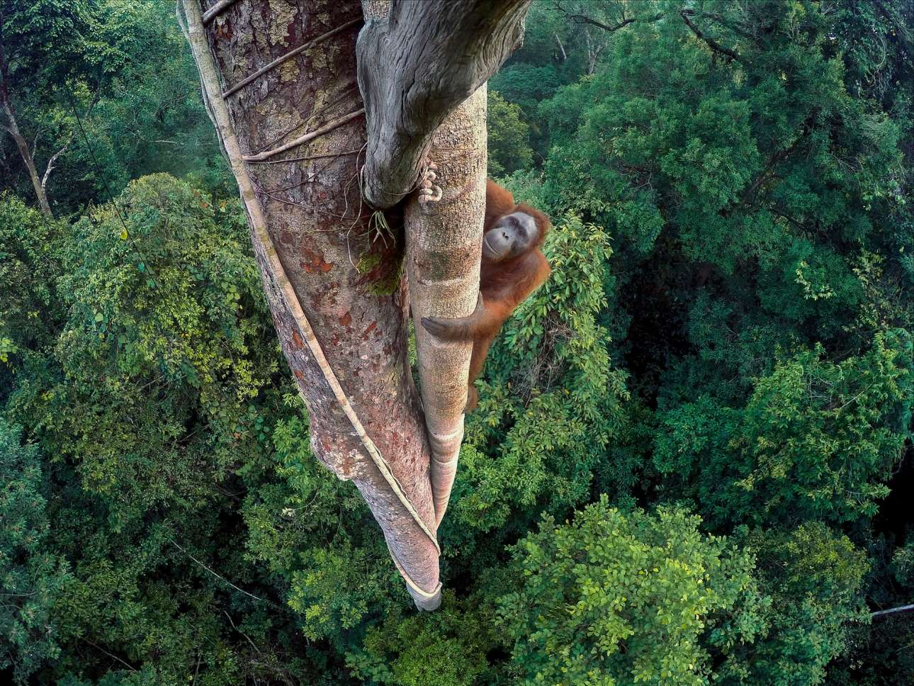 Een jonge orangoetan beklimt hoog op een boom, het Eiland van Borneo, West-Kalimantan, Indonesië