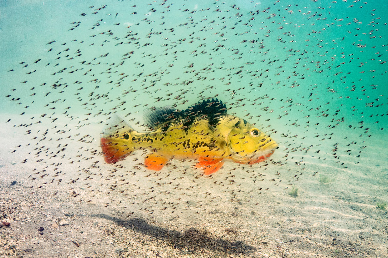 シクリッド属の魚の稚魚が母親の保護下で泳ぐ